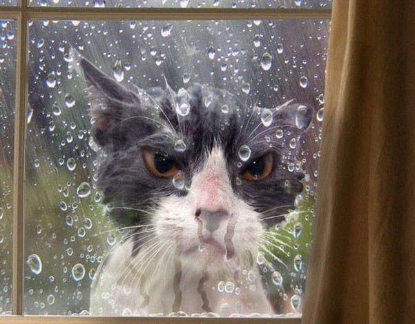 Создать мем: кошка под дождем, грустный кот под дождем, мокрый котенок