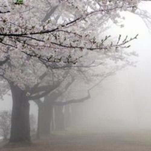 Create meme: The apple orchard in the fog, Sakura tree, Sakura aesthetics