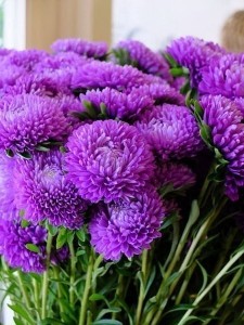 Create meme: flowers asters