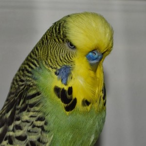 Create meme: wavy parrot closeup, wavy parrot Czech, sad wavy parrot