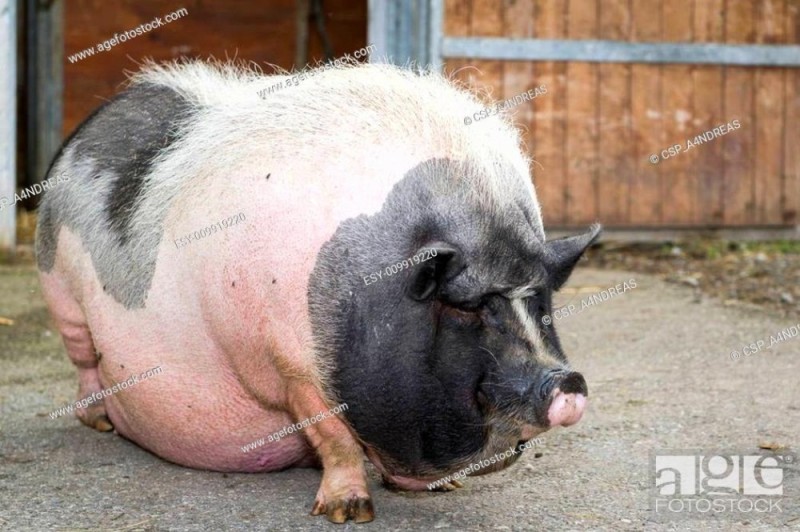 Create meme: big pigs, Vietnamese pot-bellied pig, big pig