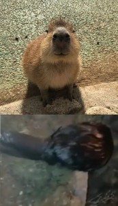 Create meme: a pet capybara, capybara smiling, the capybara