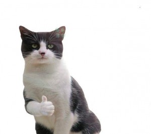 Создать мем: американская короткошёрстная кошка, cat cat, серо белый кот