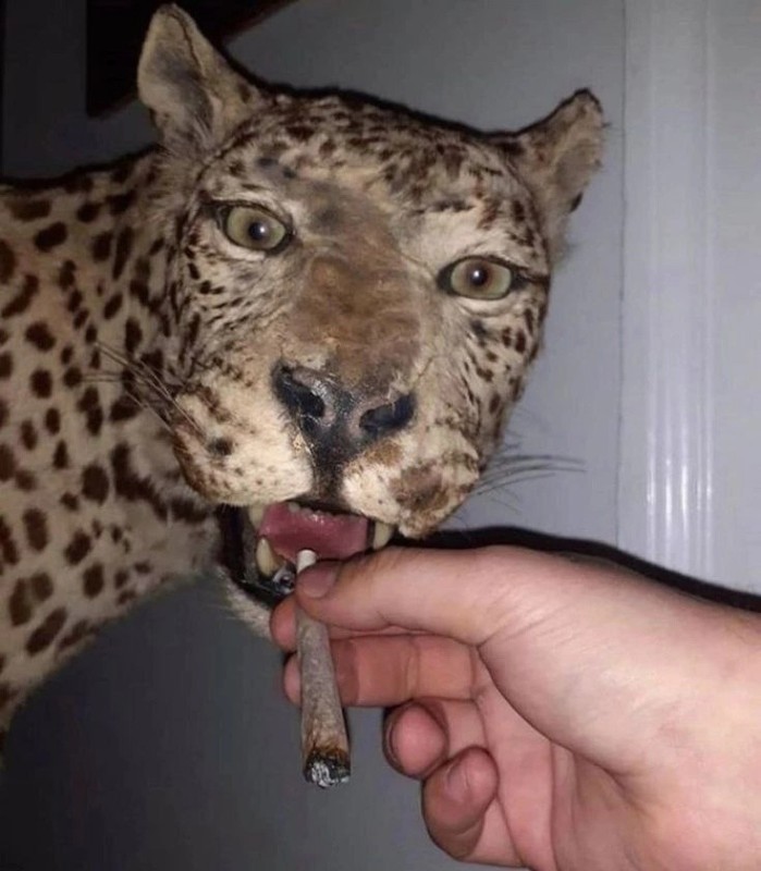 Create meme: The stoned leopard, funny stuffed animals, cat Jaguar