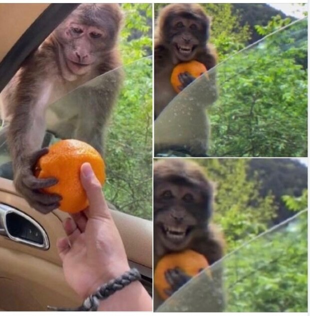 Create meme: monkey with orange, real Madrid , cute monkeys