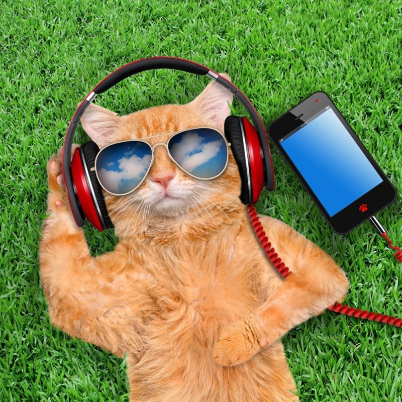 Create meme: cool cats, cat with headphones, the cat is cool 