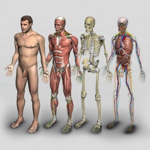 Создать мем: хуман анатомия, человеческое тело, строение тела человека