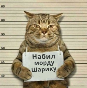 Создать мем: bad cat, фото кота уголовника, фото кота срал в тапки