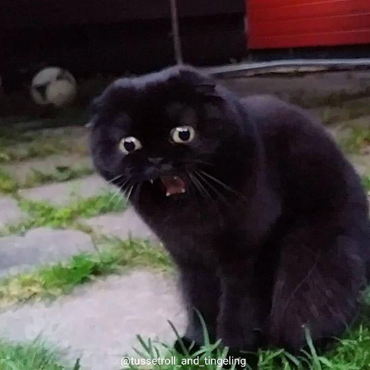 Create meme: cat , the lop - eared cat is black, cute animals