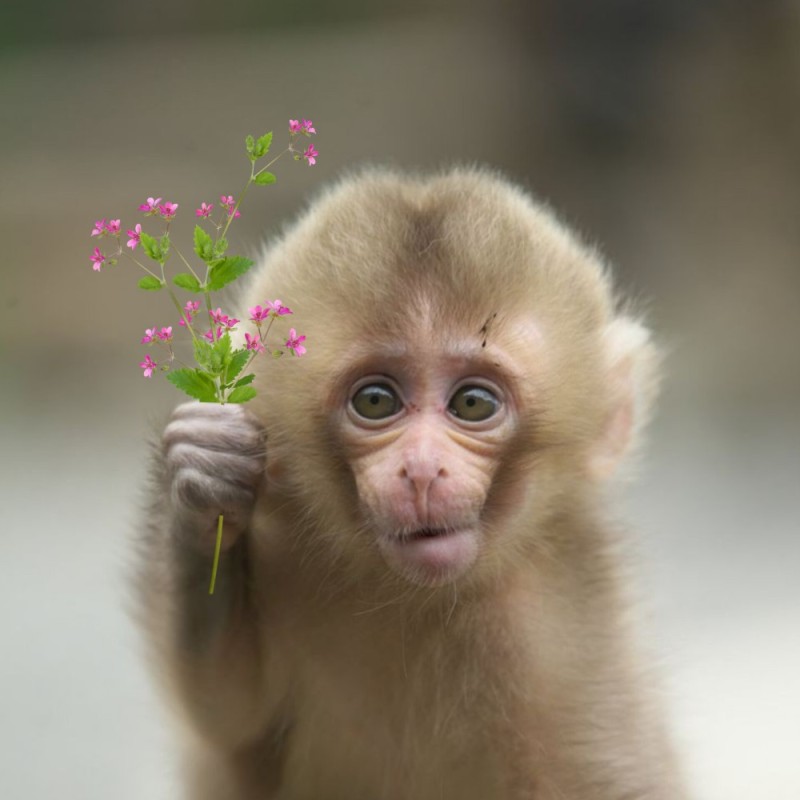 Create meme: the baby macaque , The little monkeys are cute, cute monkey