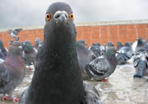 Create meme: dove Jora, dove common, pigeons doves