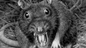 Create meme: normal rat, rat, rat mouse