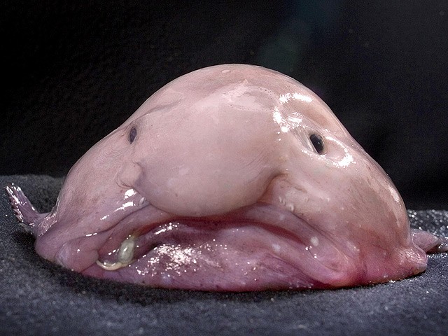 Создать мем: рыба капля под водой, рыба слизняк, рыба-капля (blobfish)