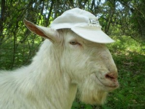 Create meme: Goat in cap