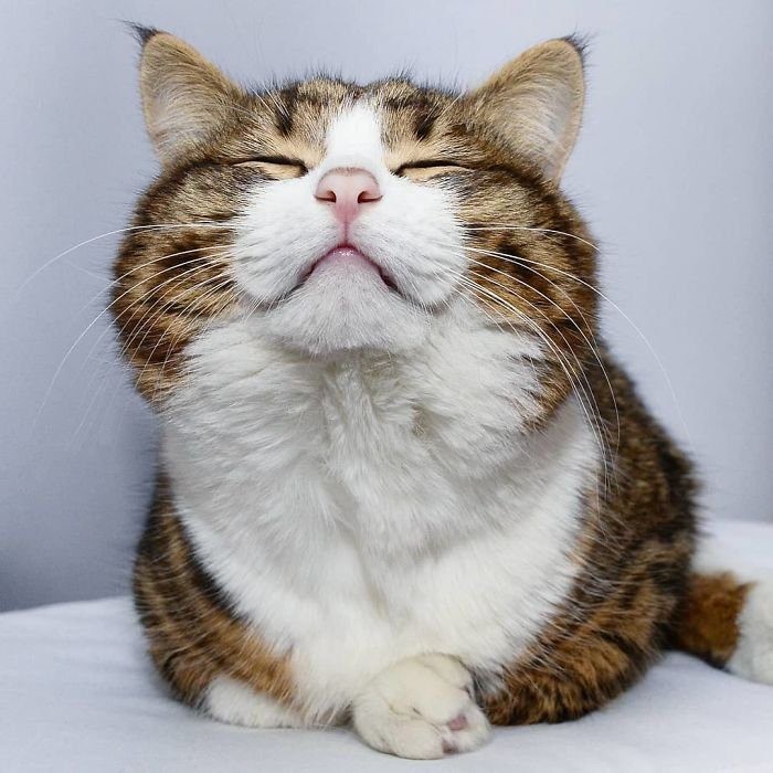 Create meme: cats mimicry, happy cat, happy cat 