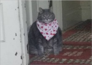 Create meme: cat, cat, cat in a bib