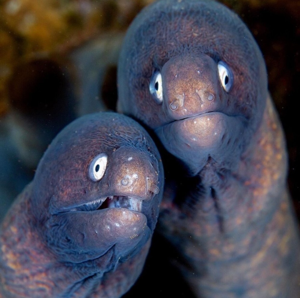 Create meme "Moray , Moray fish, moray eel meme" Pictures Meme