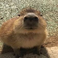 Create meme: capybara, a pet capybara, capybara gort