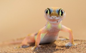 Create meme: Gecko ablefor, Gecko