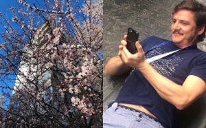 Create meme: flowering trees, spring