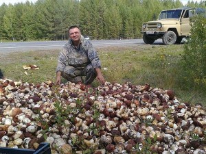 Create meme: mountain mushrooms, mushrooms, white mushrooms a lot