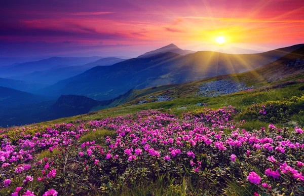 Create meme: summer sunset in the mountains, the dawn is beautiful, flowers dawn