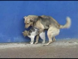 Создать мем: бездомное животное, стая бродячих собак, бродячие животные