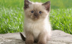 Create meme: cute cats, Siamese cat, Siamese kittens