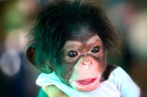 Create meme: smile chimpanzees, funny monkey, chimpanzees