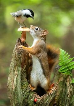 Create meme: the squirrel is funny, squirrel animal, funny animals 