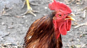 Create meme: photo cock zmagar, kokoko cock, rooster