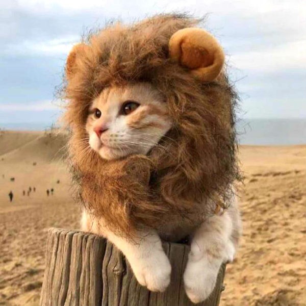 Create meme: Leo the cat , a cat in a lion costume, a cat with a lion's mane