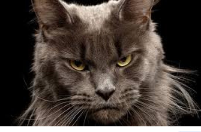 Create meme: cat , maine coon breed, maine coon