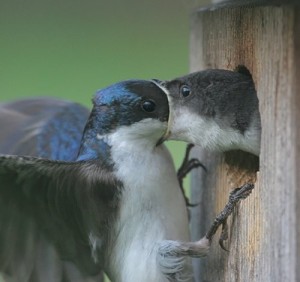 Create meme: funny animal, birds fun, two birds kissing