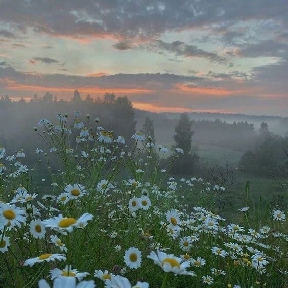 Create meme: daisies at sunset, landscape morning, good summer morning