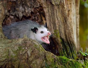 Create meme: opossum animal, Virginia opossum, opossums