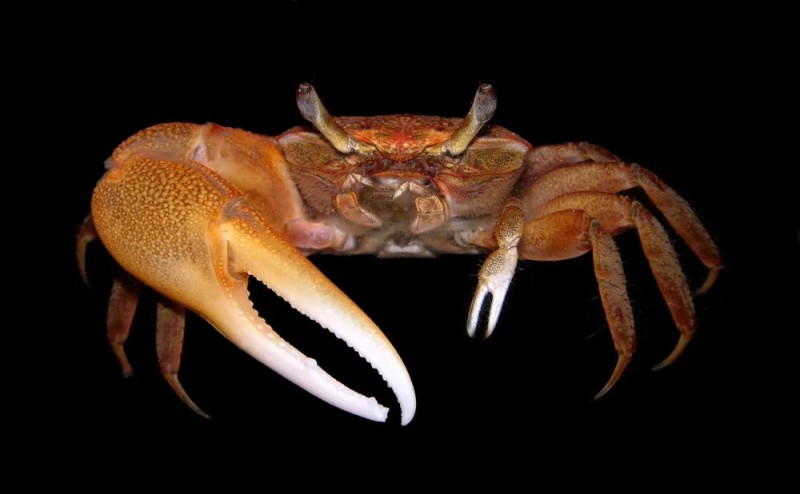 Create meme: crab , Fiddler crab, crab with a large claw