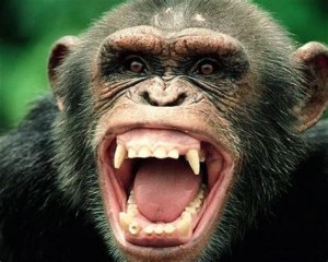 Create meme: baboon, the canines of primates, teeth monkey