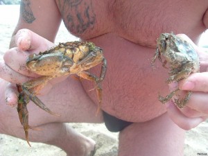 Create meme: sea crab, crab