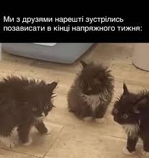 Create meme: funny kitten, cats are funny, black fluffy kitten