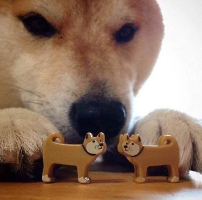 Create meme: dog Shiba inu, dog bites, dog bites