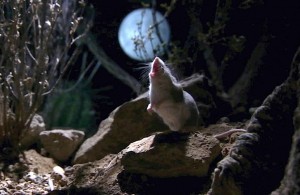 Создать мем: мышь орет на луну, хомячок воет на луну, кузнечиковый хомячок воет на луну