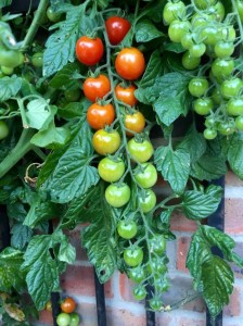 Create meme: tomatoes, the cherry tomatoes in the garden, cherry tomato f1 Porpora