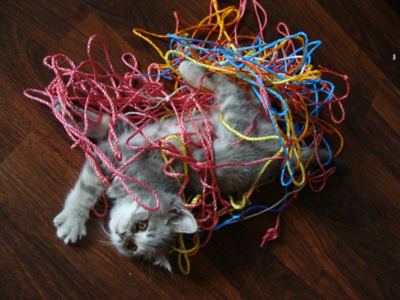 Create meme: the cat is tangled in the thread, a cat in threads, seals with strings game