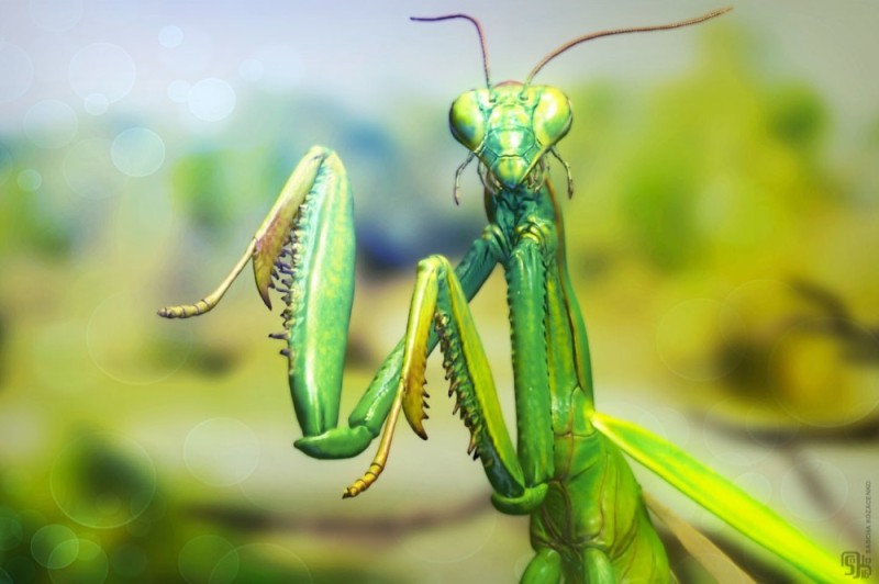 Create meme: mantis , mantis beetle, common mantis