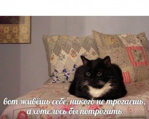 Создать мем: кошечка черная, коты, кот