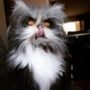 Create meme: wild cat, cats, animals funny