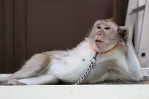 Create meme: monkey centenarians, monkey, the monkey grabbed and left a bruise