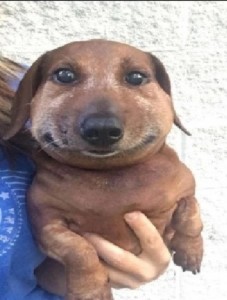 Create meme: Dachshund, dog Dachshund