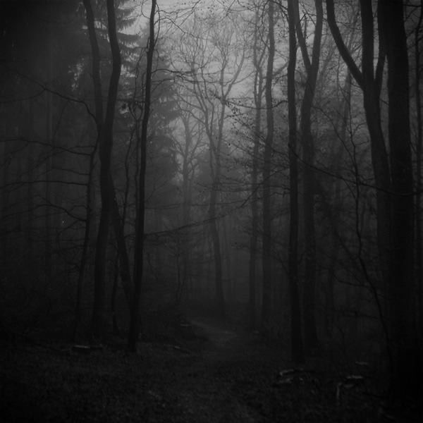 Create meme: The forest is dark and gloomy, The gloomy forest is black and white, fog in the forest